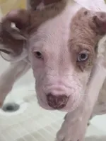 Titus, a male American Bully and American Pit Bull Terrier for sale in New York City, NY – Photo 2 of 5