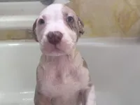 Titus, a male American Bully and American Pit Bull Terrier for sale in New York City, NY – Photo 4 of 5