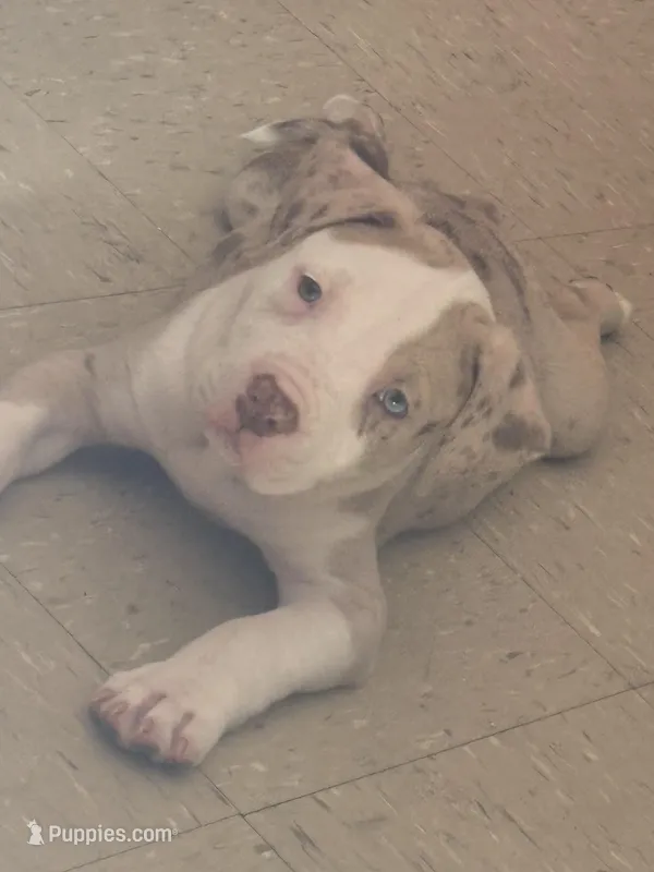Titus – American Bully, American Pit Bull Terrier puppy for sale in New York City, NY