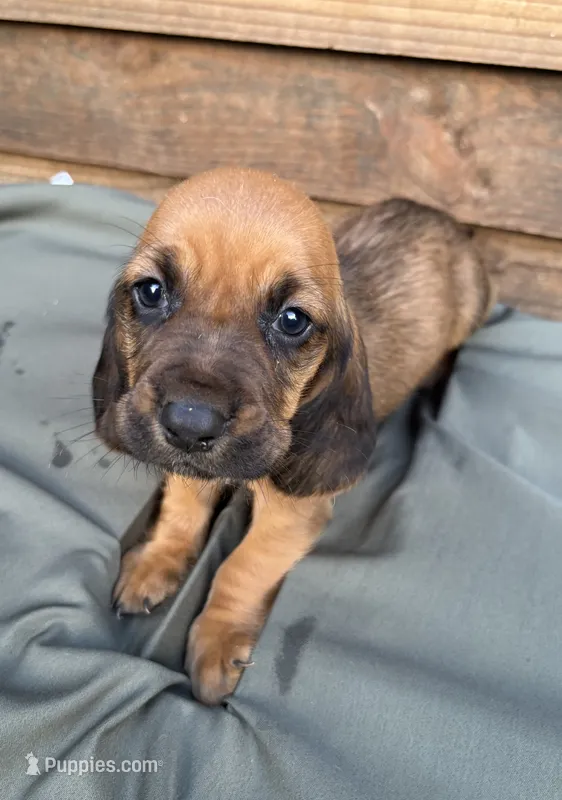 Sunny – Basset Hound puppy for sale in Asheville, NC