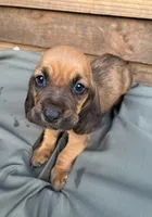 Sunny, a male Basset Hound for sale in Asheville, NC – 1 of 1