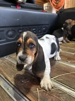 Biscuit , a male Basset Hound for sale in Asheville, NC – Photo 2 of 2