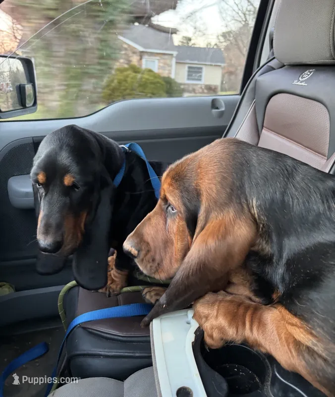 Bear – Basset Hound puppy for sale in Asheville, NC