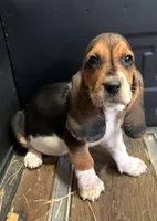 Phoebe, a male Basset Hound for sale in Asheville, NC – Photo 2 of 2