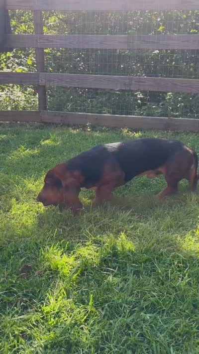 Bear, a male Basset Hound for sale in Asheville, NC – 2 of 2