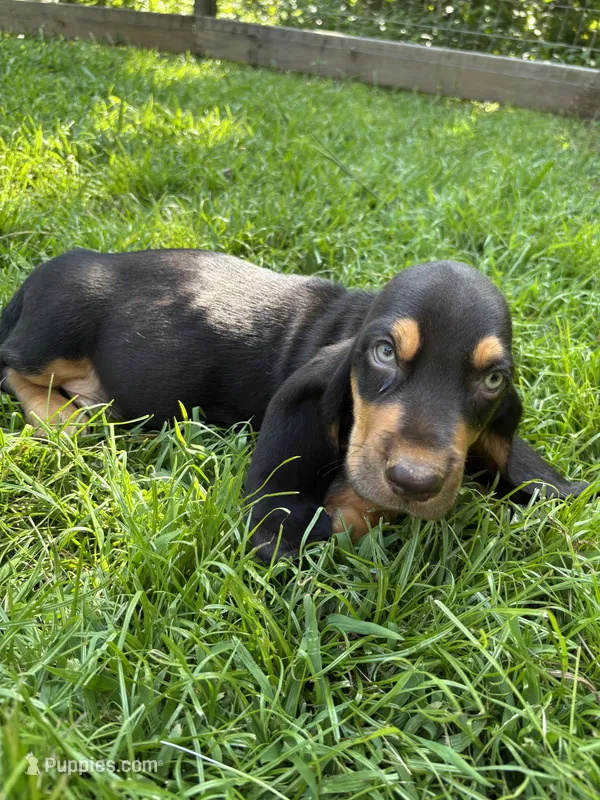 Blue – Basset Hound puppy for sale in Asheville, NC
