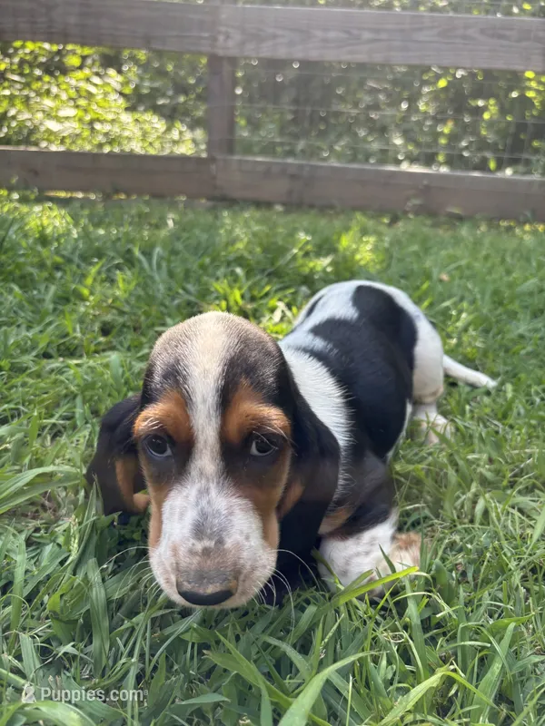 Charlie – Basset Hound puppy for sale in Asheville, NC