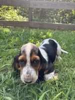 Charlie, a male Basset Hound for sale in Asheville, NC – 1 of 2