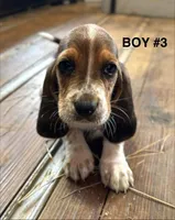 Jojo, a male Basset Hound for sale in Asheville, NC – Photo 1 of 2