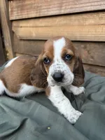 Red, a male Basset Hound for sale in Asheville, NC – 2 of 2