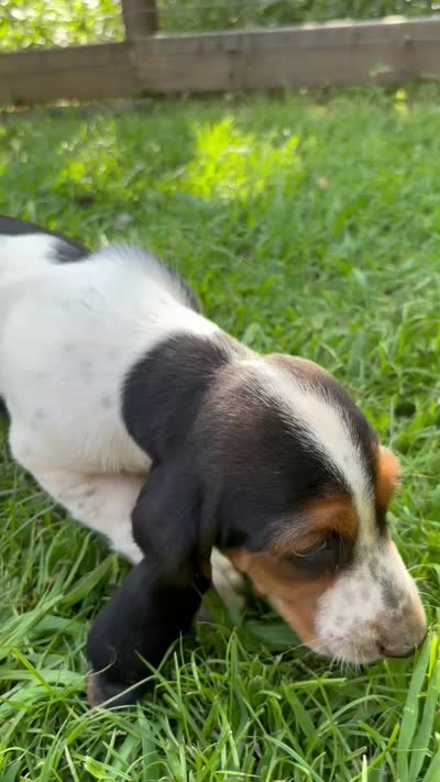 Charlie, a male Basset Hound for sale in Asheville, NC – 2 of 2