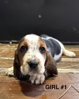 Lindy, a male Basset Hound for sale in Asheville, NC – Photo 2 of 2