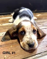 Lindy, a male Basset Hound for sale in Asheville, NC – Photo 1 of 2