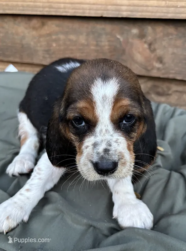Rosie – Basset Hound puppy for sale in Asheville, NC