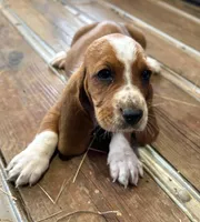 Red, a male Basset Hound for sale in Asheville, NC – Photo 2 of 2