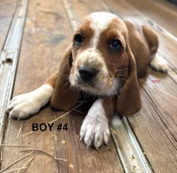 Red, a male Basset Hound for sale in Asheville, NC – Photo 1 of 2