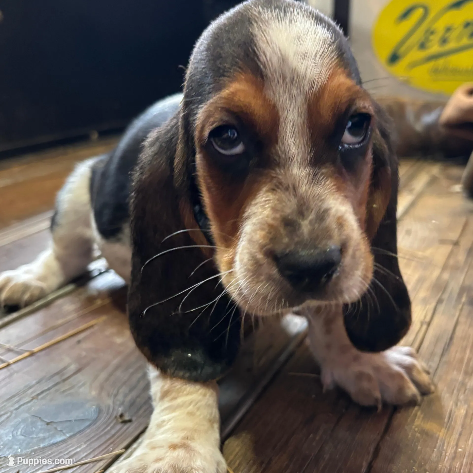 Lilly, a female Basset Hound for sale in Asheville, NC – Photo 2 of 2