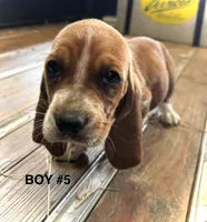 Ranger, a male Basset Hound for sale in Asheville, NC – Photo 2 of 2