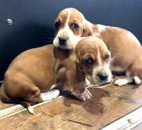 Luigi, a male Basset Hound for sale in Asheville, NC – Photo 2 of 2