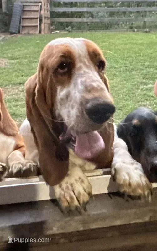 Marshall – Basset Hound puppy for sale in Asheville, NC