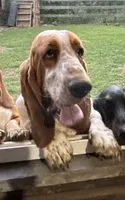 Marshall, a male Basset Hound for sale in Asheville, NC – 1 of 3