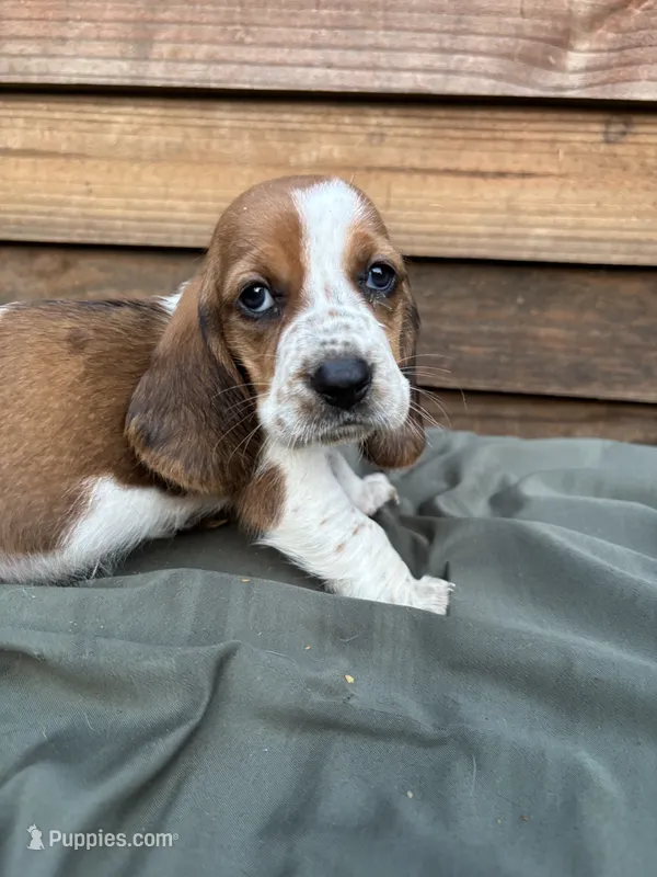 Red – Basset Hound puppy for sale in Asheville, NC