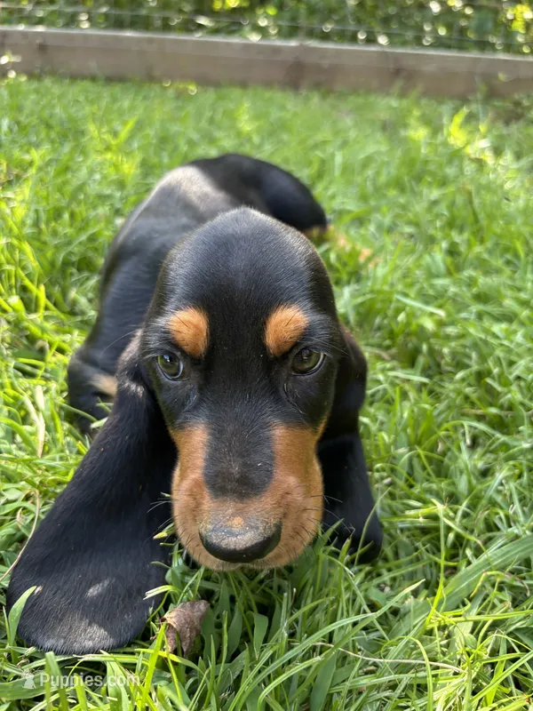 Dan – Basset Hound puppy for sale in Asheville, NC