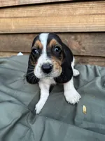 Pepper, a male Basset Hound for sale in Asheville, NC – 2 of 2