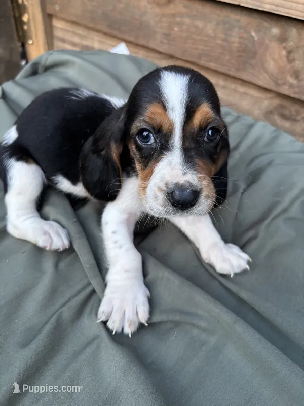 Pepper – Basset Hound puppy for sale in Asheville, NC