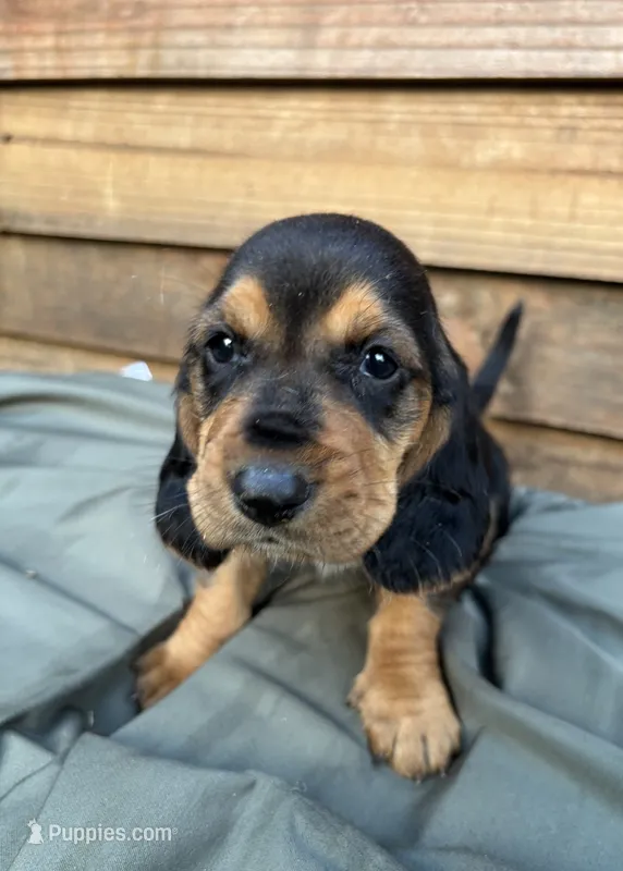 Huck – Basset Hound puppy for sale in Asheville, NC