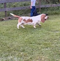 Marshall, a male Basset Hound for sale in Asheville, NC – 2 of 3