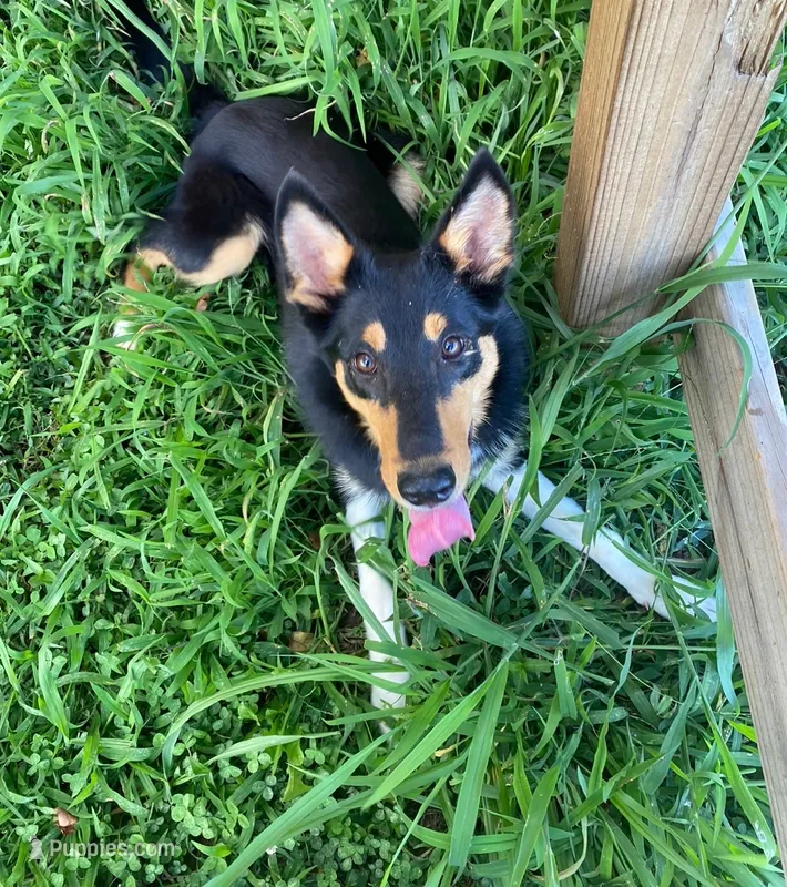 Tilly – Australian Kelpie, Border Collie puppy for sale in Asheville, NC