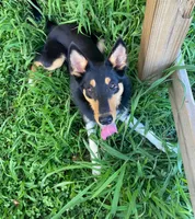 Tilly, a female Australian Kelpie and Border Collie for sale in Asheville, NC – 1 of 1