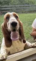Marshall, a male Basset Hound for sale in Asheville, NC – 3 of 3