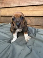 Rusty, a male Basset Hound for sale in Asheville, NC – 1 of 1