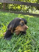 Blue, a male Basset Hound for sale in Asheville, NC – 2 of 3