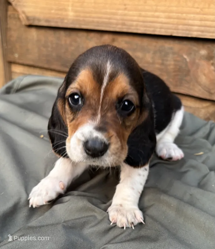 Lilly – Basset Hound puppy for sale in Asheville, NC