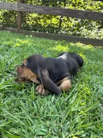 Blue, a male Basset Hound for sale in Asheville, NC – 3 of 3