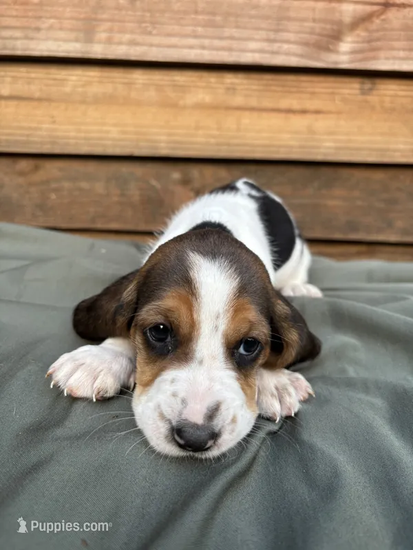 Sugar – Basset Hound puppy for sale in Asheville, NC