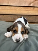 Sugar, a female Basset Hound for sale in Asheville, NC – 1 of 1