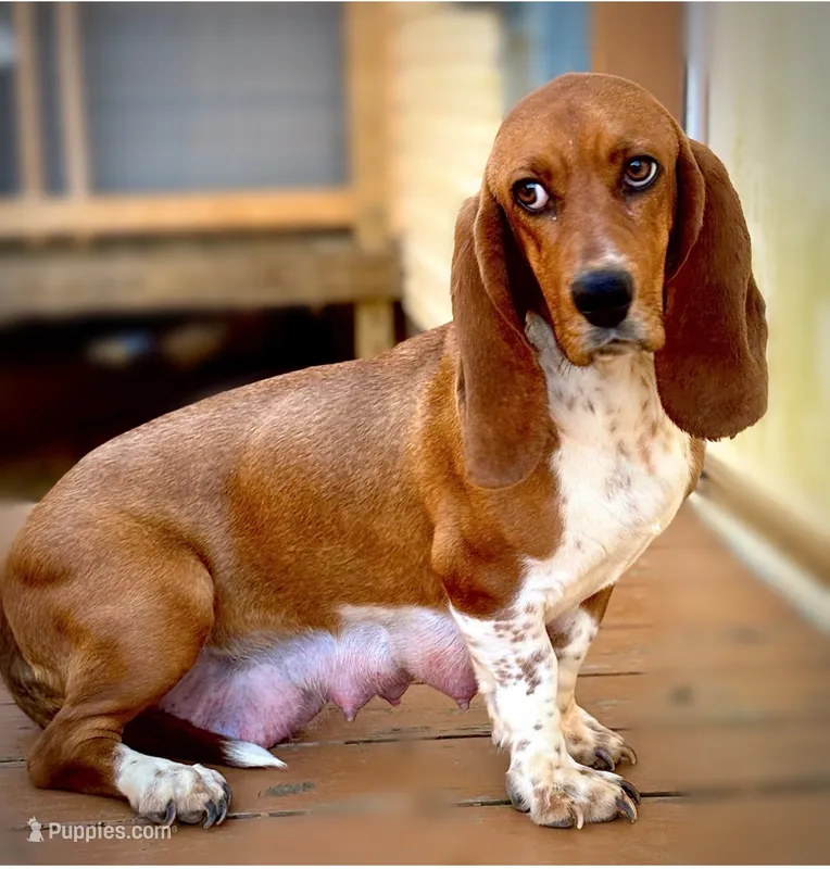 Penelope  – Basset Hound puppy for sale in Asheville, NC