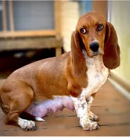 Penelope , a female Basset Hound for sale in Asheville, NC – 1 of 1