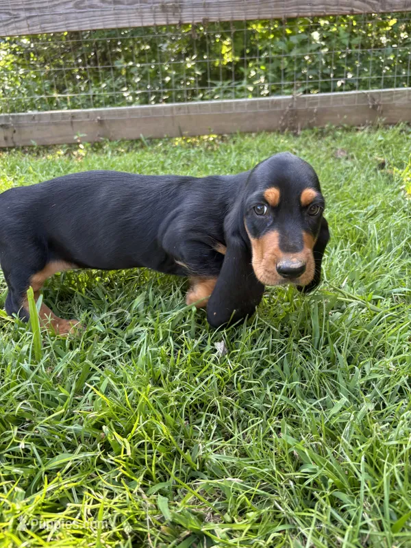 Trixie – Basset Hound puppy for sale in Asheville, NC