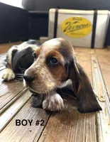 Barney, a male Basset Hound for sale in Asheville, NC – Photo 1 of 2