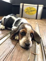 Barney, a male Basset Hound for sale in Asheville, NC – Photo 2 of 2