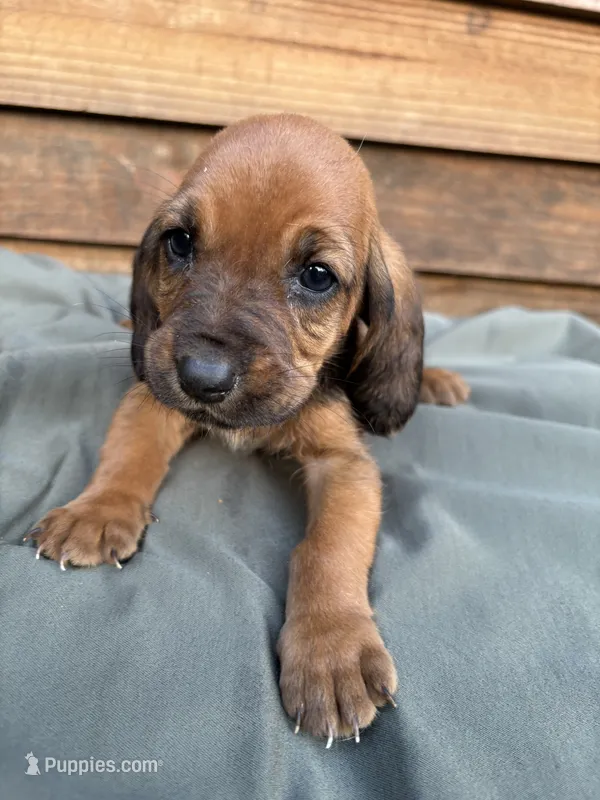 Wendy – Basset Hound puppy for sale in Asheville, NC