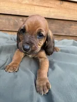 Wendy, a female Basset Hound for sale in Asheville, NC – 1 of 1