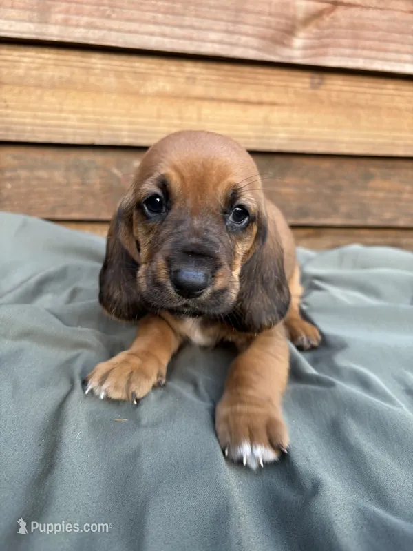 Poppy – Basset Hound puppy for sale in Asheville, NC
