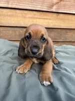 Poppy, a female Basset Hound for sale in Asheville, NC – 1 of 1