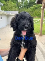 Dark Blue, a male Schnoodle for sale in Apison, TN – 1 of 1